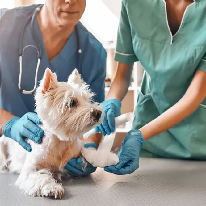 What Is PGR Osteotomy in Dogs — And Why Might Your Pet Need It? - xcvet.com