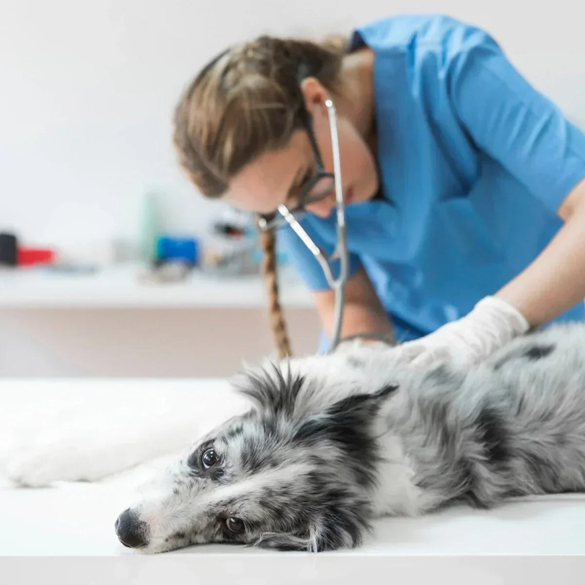 What is TTA Surgery? A Crucial Procedure for Canine Knee Repair - xcvet.com