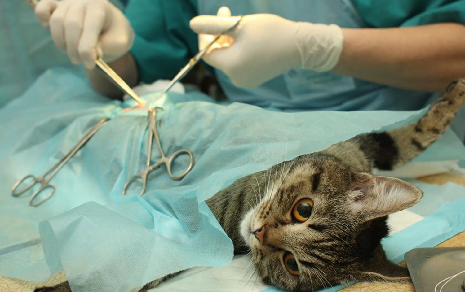 Vet Supplies Online - TTA veterinary Orthopedic Surgical