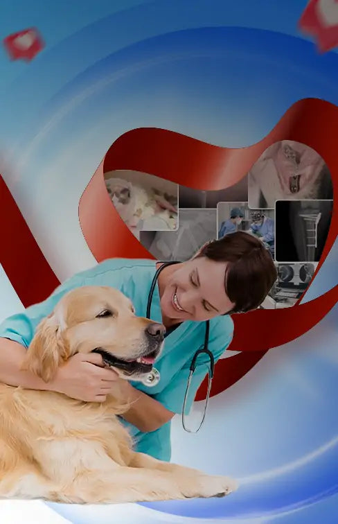 Vet Supplies Online - Veterinary Bone Plate