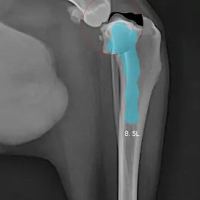 Cranial Cruciate Ligament(CCL)Tear