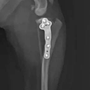 TPLO-L System Fixation Surgery