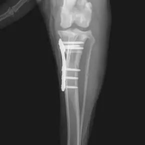 Cranial Cruciate Ligament (CCL) Rupture