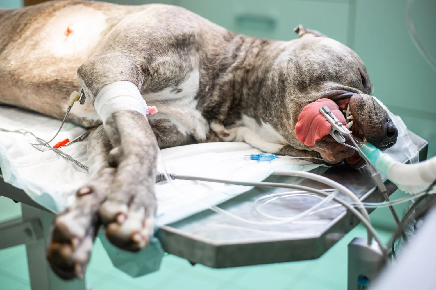 Faster Healing with Biological Fixation in Dogs & Cats