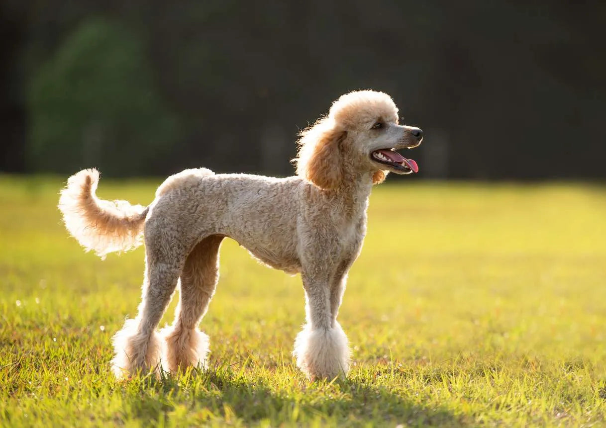 Case Study: Radial and Ulnar Fracture in a Poodle