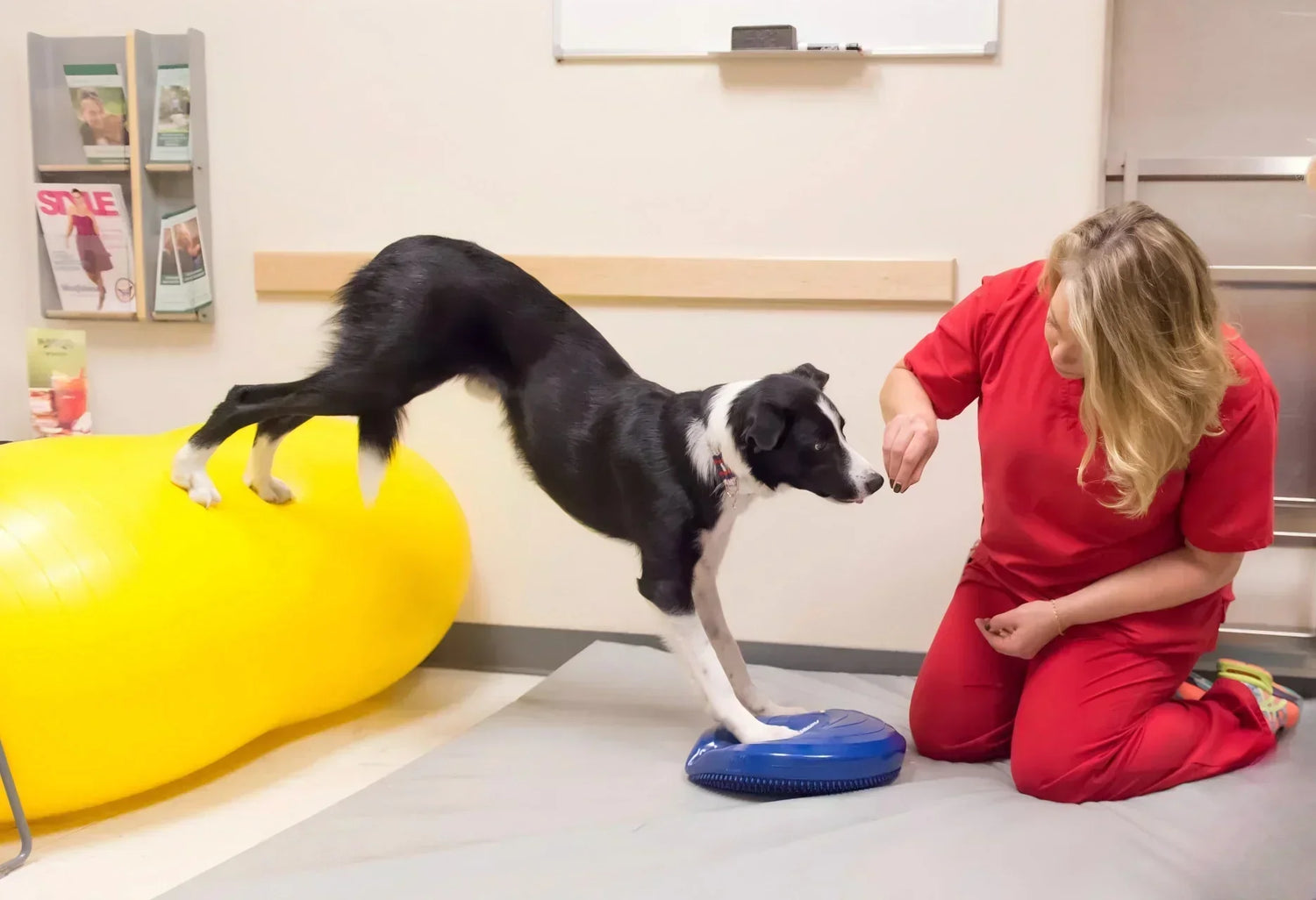 Professional Veterinary Surgical Instrument Solutions