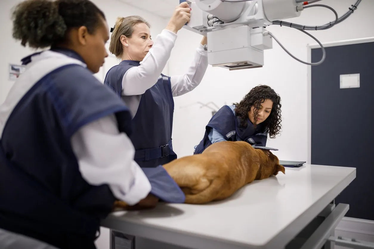 THR Surgery Brings New Hope for Dogs Under 8 with Hip Osteoarthritis