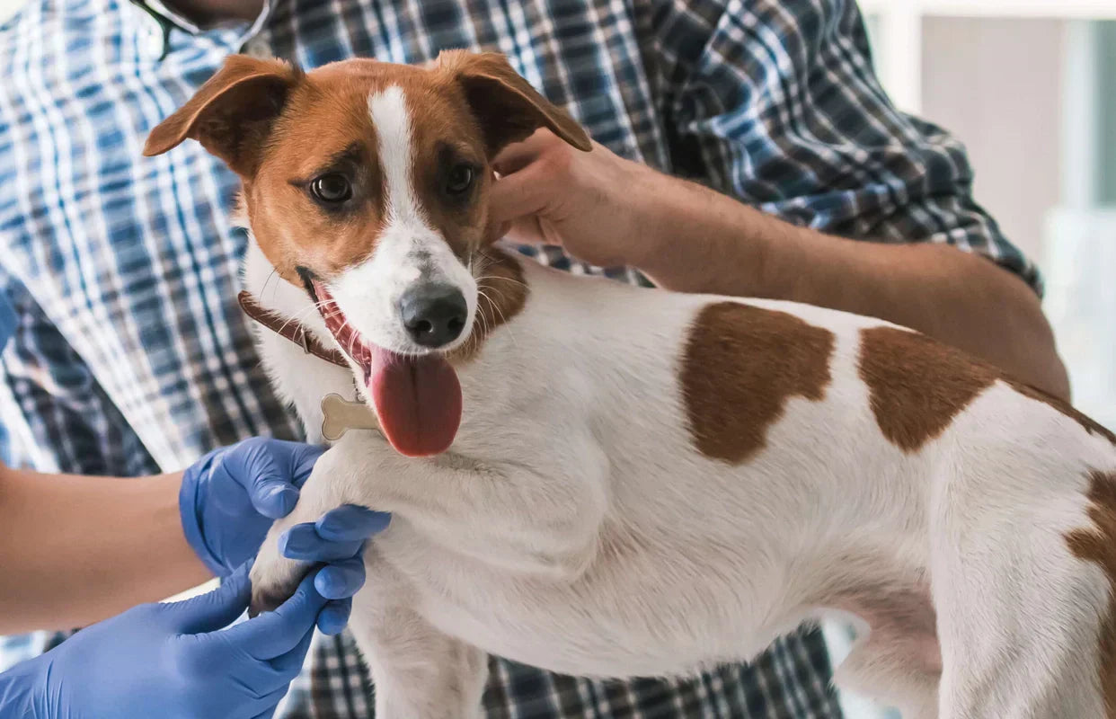 Is Your Dog Limping? Understanding CCL Tears and Advanced Surgical Options (TPLO & TTA)