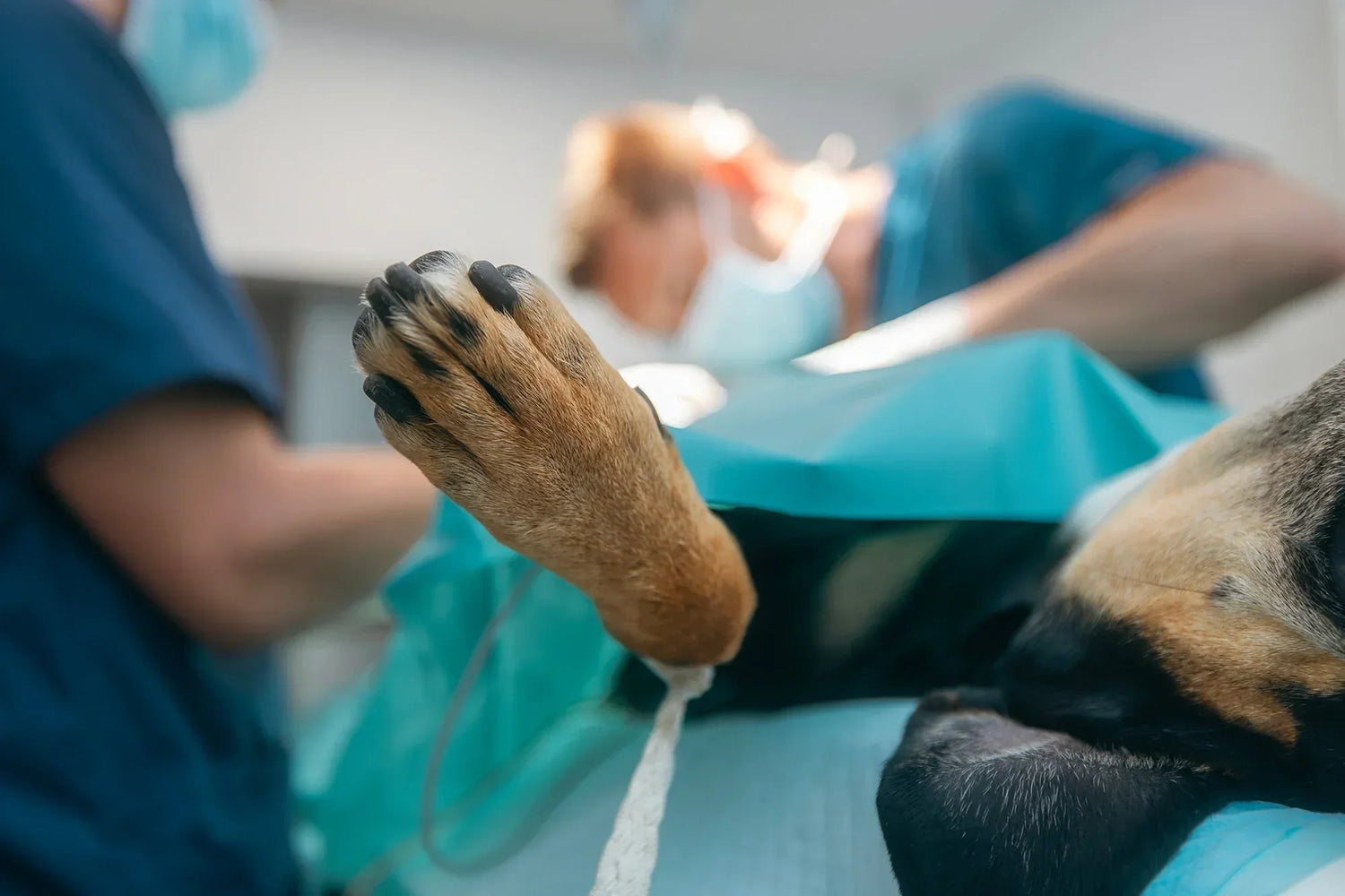 Veterinary Fracture Healing Assessment: Applying the AO “4A” Principle in Daily Practice