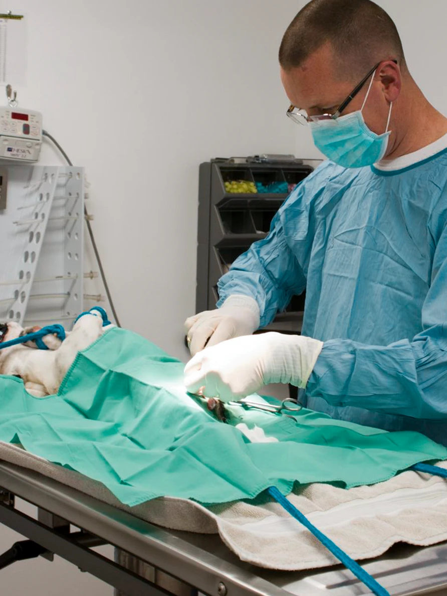 xcvet.com