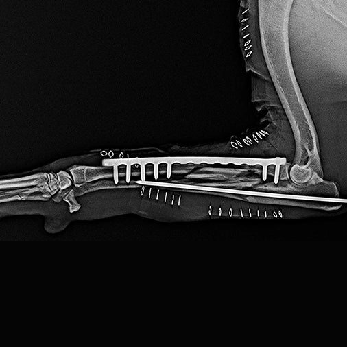Forelimb Radius-Ulna Shaft Fracture Fixation