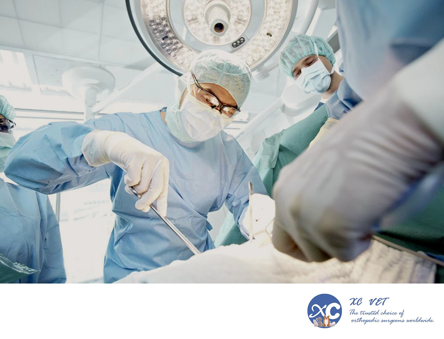 xcvet.com