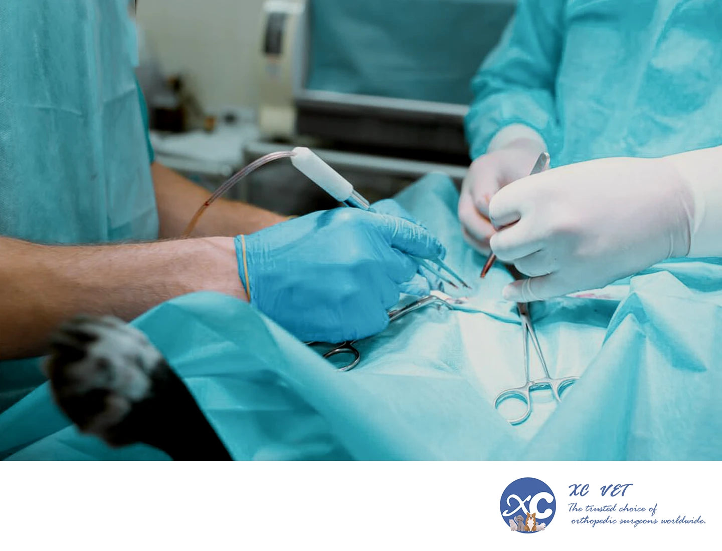 xcvet.com