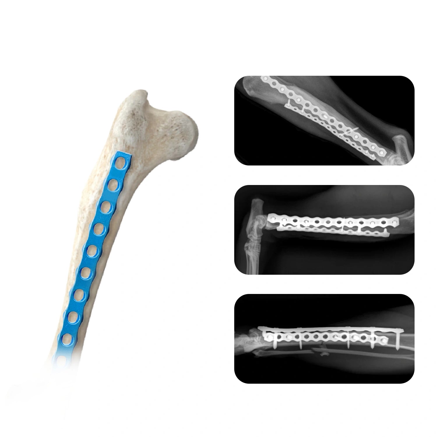 Veterinary 2.4mm ALPS Titanium Locking Bone Plate for Animal Orthopedic Surgery (1pc) - xcvet.com