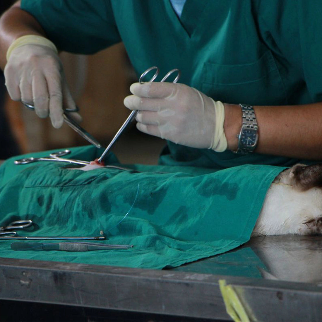 Complete Spay Pack Set