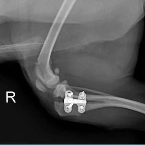 Cranial Cruciate Ligament (CCL) Rupture