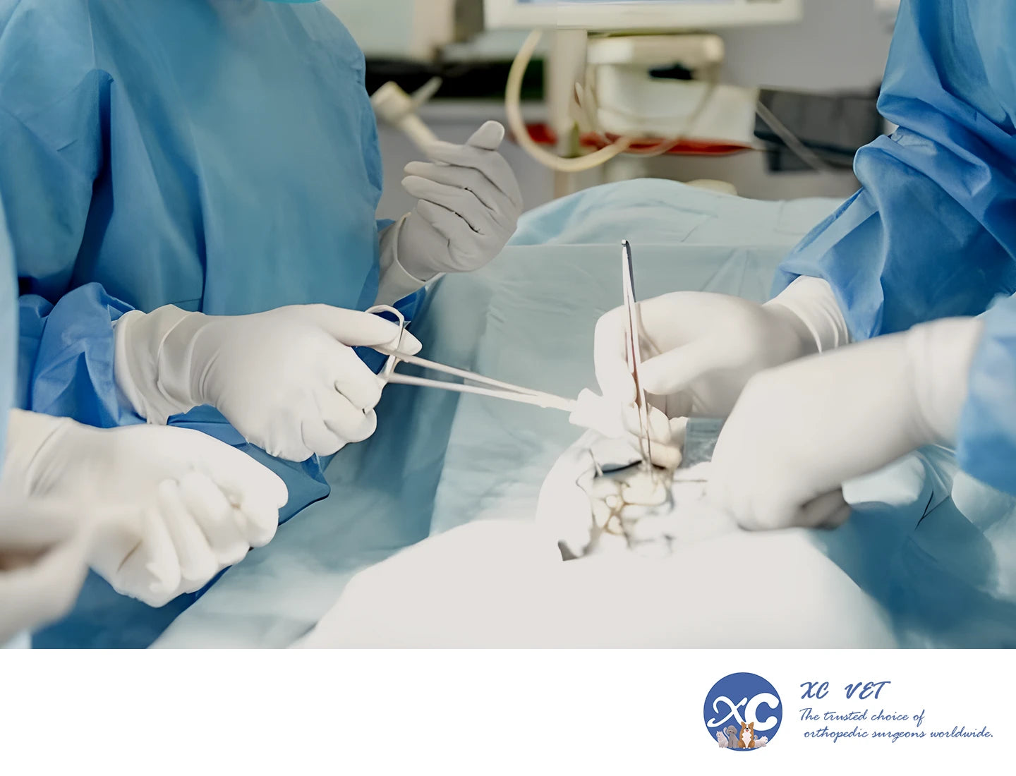 xcvet.com