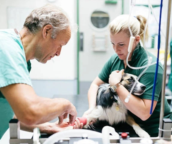 xcvet.com