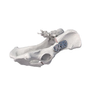 3.5mm Titanium AO-Compatible DPO Locking Plate for Double Pelvic Osteotomy in Medium & Large Dogs